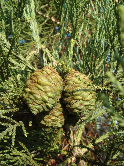 Sequoiadendron giganteum cone